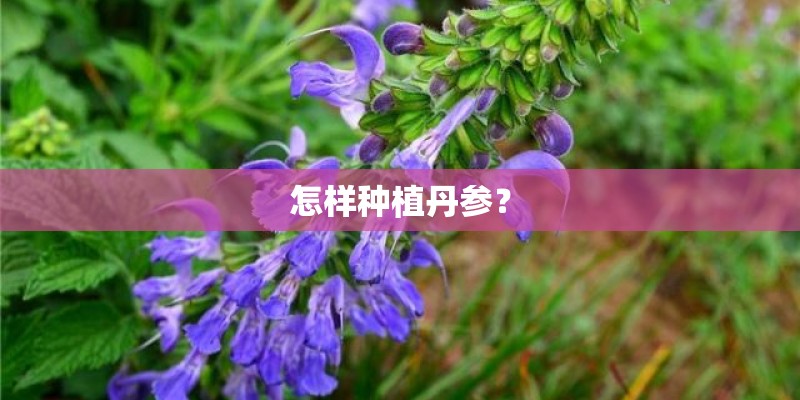 怎样种植丹参？