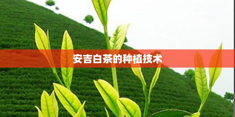 安吉白茶的种植技术