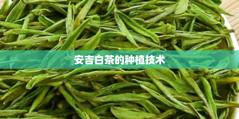 安吉白茶的种植技术