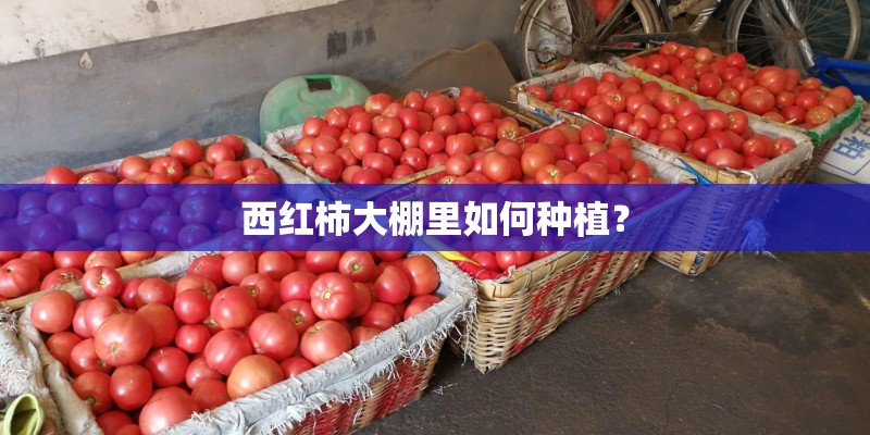 西红柿大棚里如何种植？