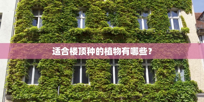 适合楼顶种的植物有哪些？