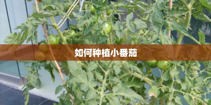 如何种植小番茄