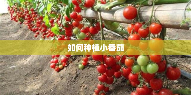 如何种植小番茄
