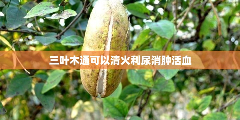 三叶木通可以清火利尿消肿活血
