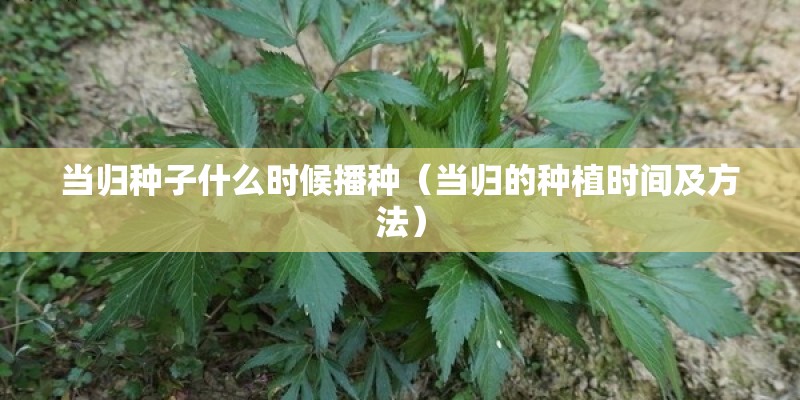 当归种子什么时候播种（当归的种植时间及方法）