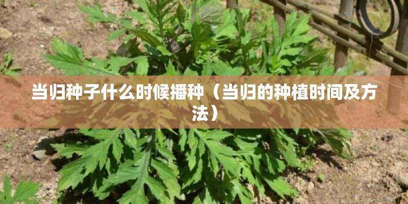 当归种子什么时候播种（当归的种植时间及方法）