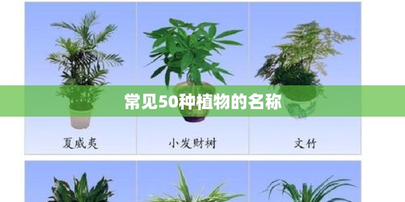 常见50种植物的名称