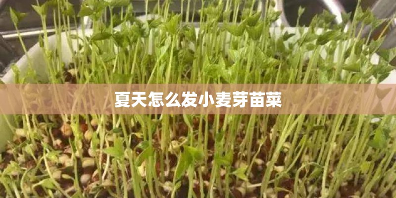 夏天怎么发小麦芽苗菜 夏天怎么发小麦芽苗菜