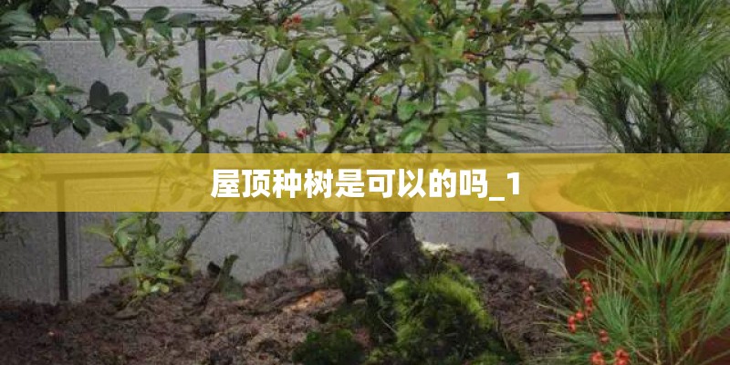 屋顶种树是可以的吗_1
