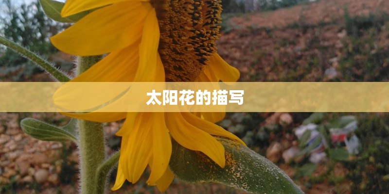 太阳花的描写 太阳花的描写