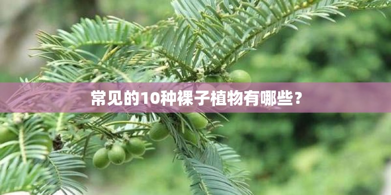 常见的10种裸子植物有哪些？