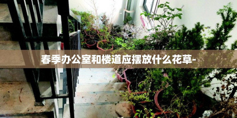 春季办公室和楼道应摆放什么花草-