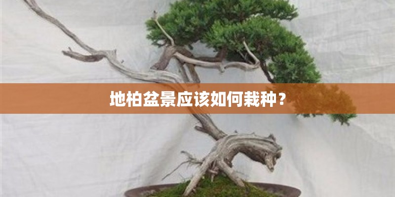 地柏盆景应该如何栽种？