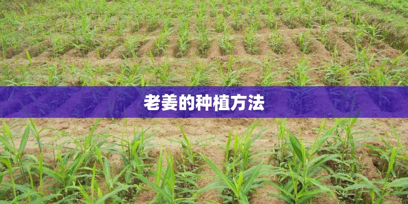 老姜的种植方法