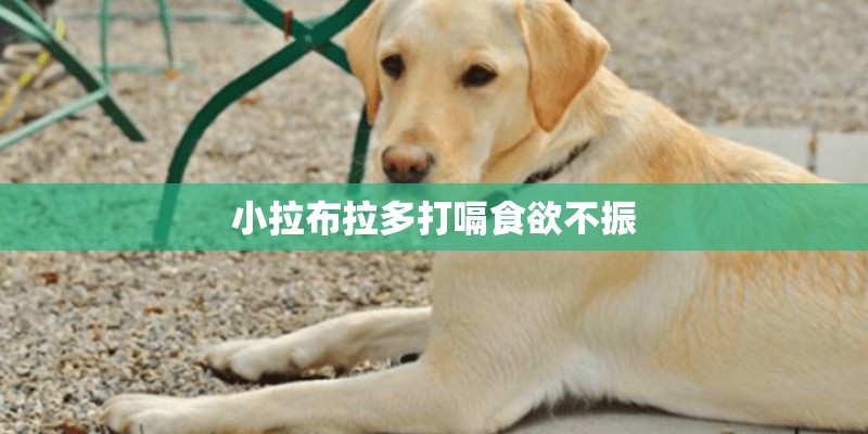 小拉布拉多打嗝食欲不振 小拉布拉多打嗝食欲不振