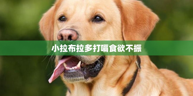 小拉布拉多打嗝食欲不振 小拉布拉多打嗝食欲不振