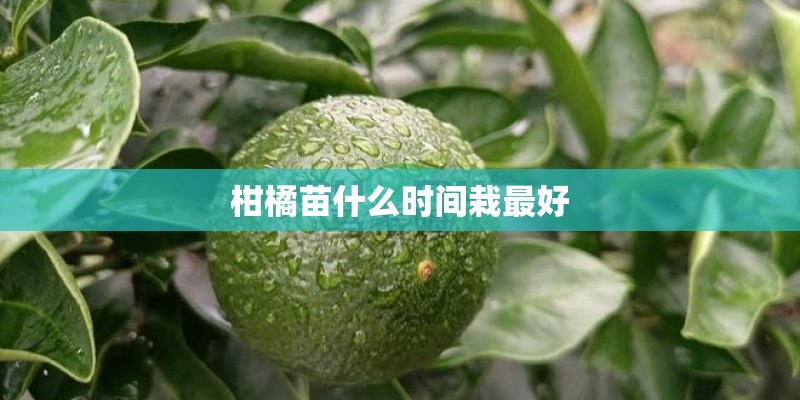 柑橘苗什么时间栽最好