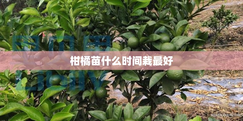 柑橘苗什么时间栽最好