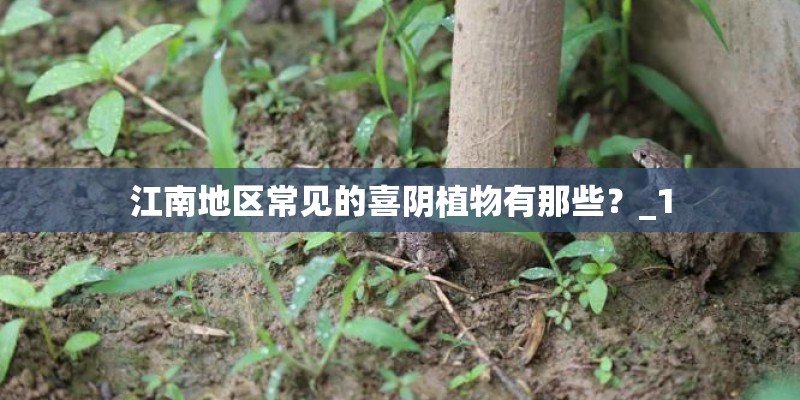 江南地区常见的喜阴植物有那些？_1