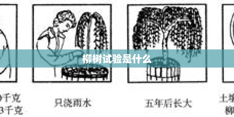 柳树试验是什么