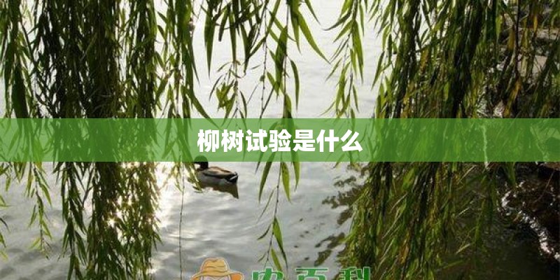 柳树试验是什么