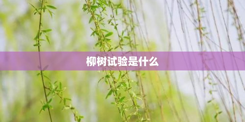 柳树试验是什么