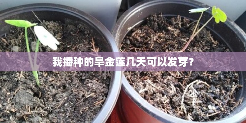我播种的旱金莲几天可以发芽？