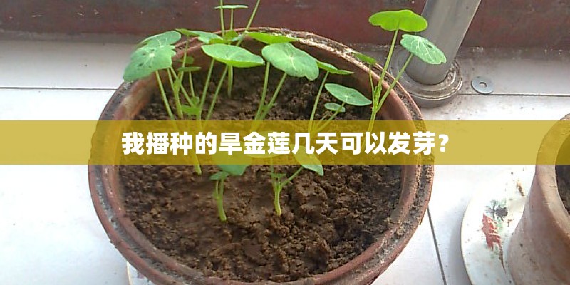 我播种的旱金莲几天可以发芽？