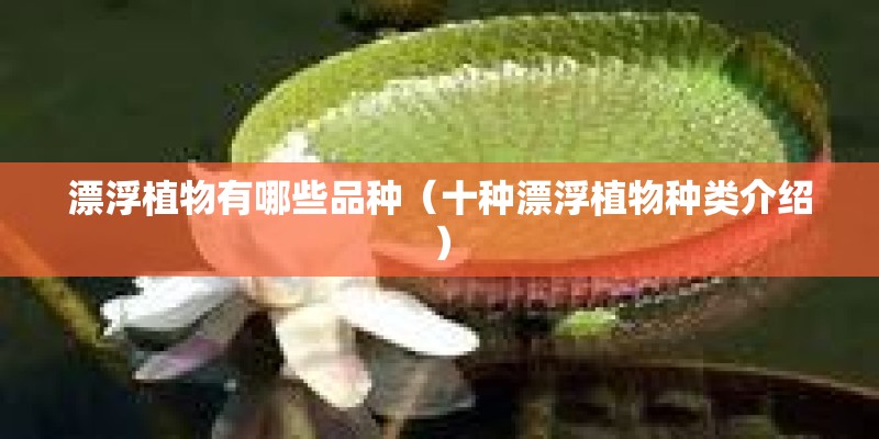 漂浮植物有哪些品种（十种漂浮植物种类介绍）