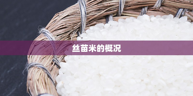 丝苗米的概况