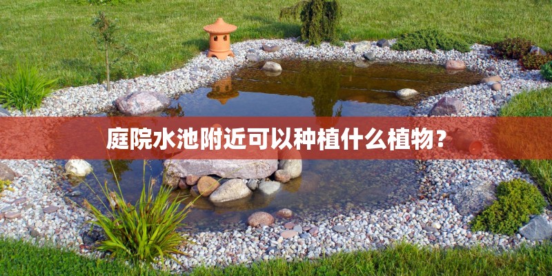 庭院水池附近可以种植什么植物？