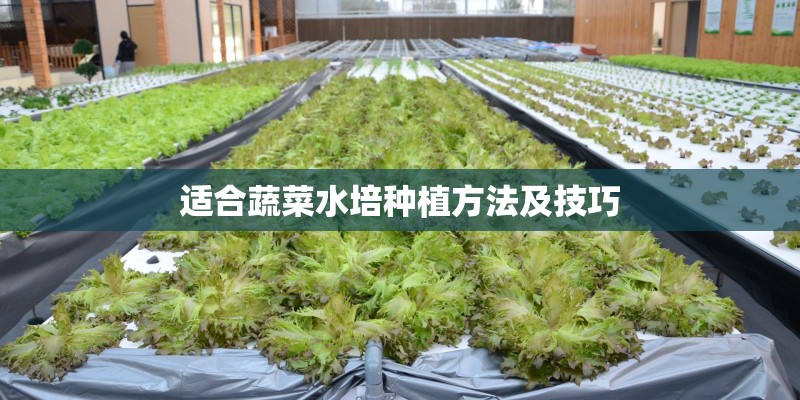 适合蔬菜水培种植方法及技巧