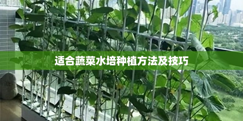 适合蔬菜水培种植方法及技巧