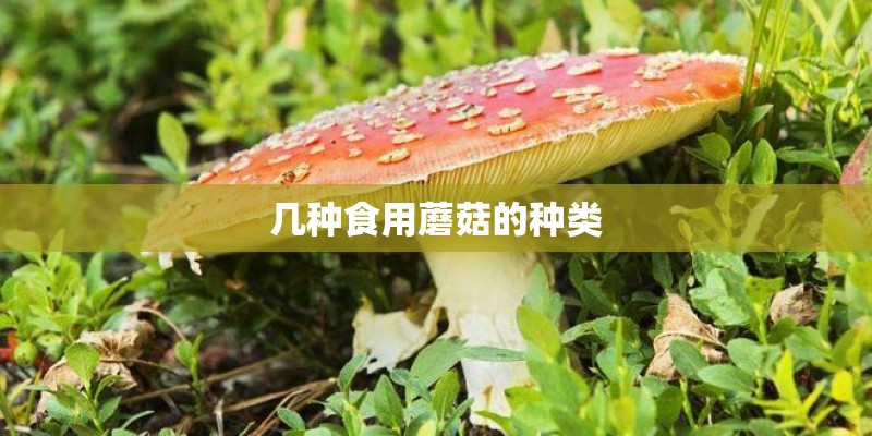 几种食用蘑菇的种类