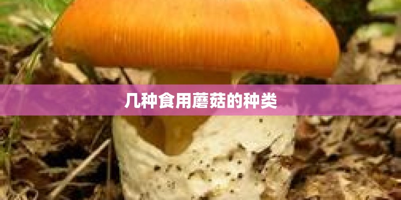 几种食用蘑菇的种类