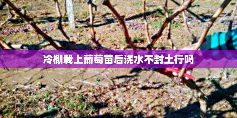 冷棚栽上葡萄苗后浇水不封土行吗