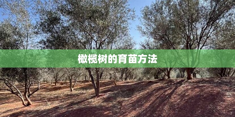 橄榄树的育苗方法 橄榄树的育苗方法