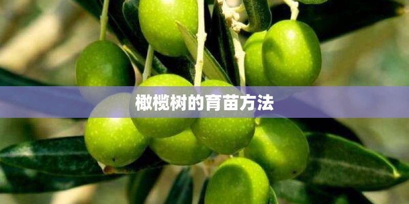 橄榄树的育苗方法 橄榄树的育苗方法