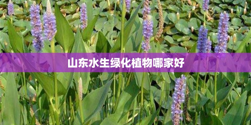 山东水生绿化植物哪家好