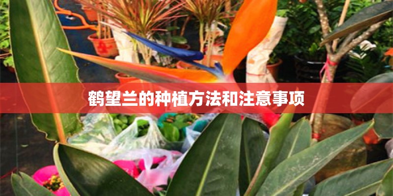 鹤望兰的种植方法和注意事项