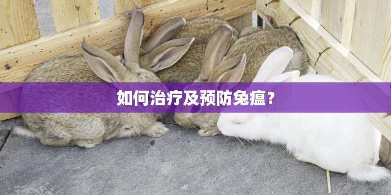 如何治疗及预防兔瘟？