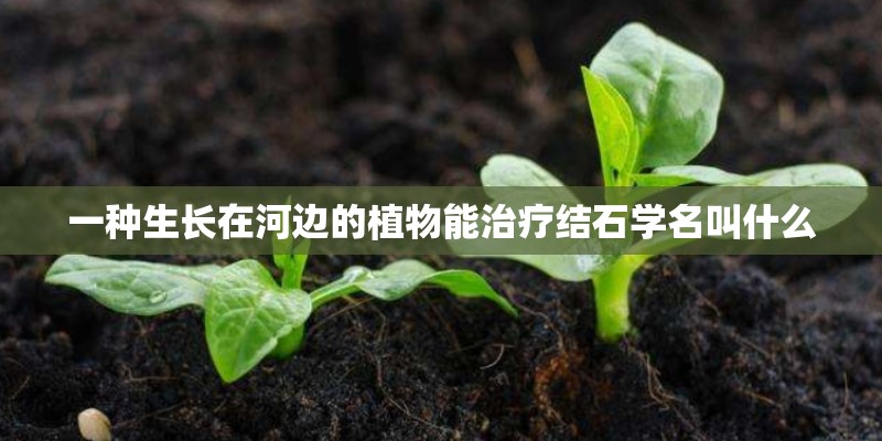 一种生长在河边的植物能治疗结石学名叫什么