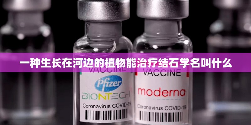 一种生长在河边的植物能治疗结石学名叫什么