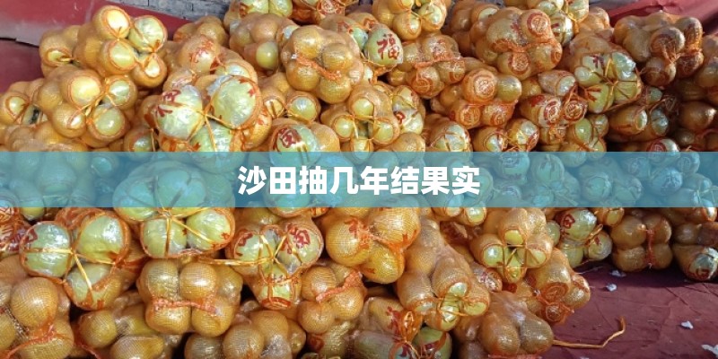 沙田抽几年结果实