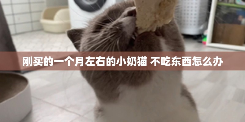 刚买的一个月左右的小奶猫 不吃东西怎么办 刚买的一个月左右的小奶猫 不吃东西怎么办