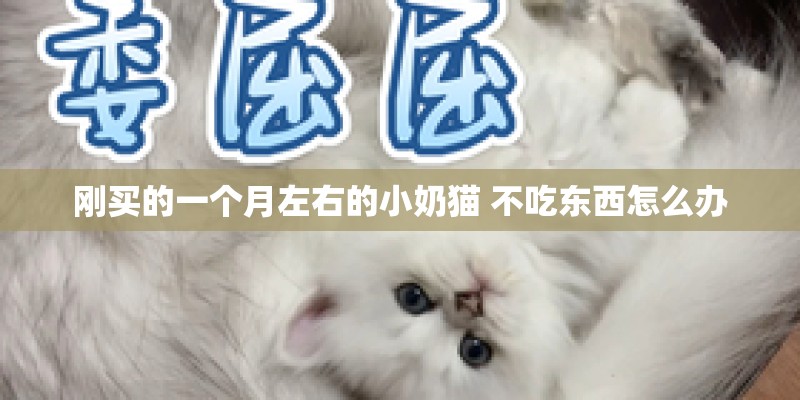 刚买的一个月左右的小奶猫 不吃东西怎么办 刚买的一个月左右的小奶猫 不吃东西怎么办