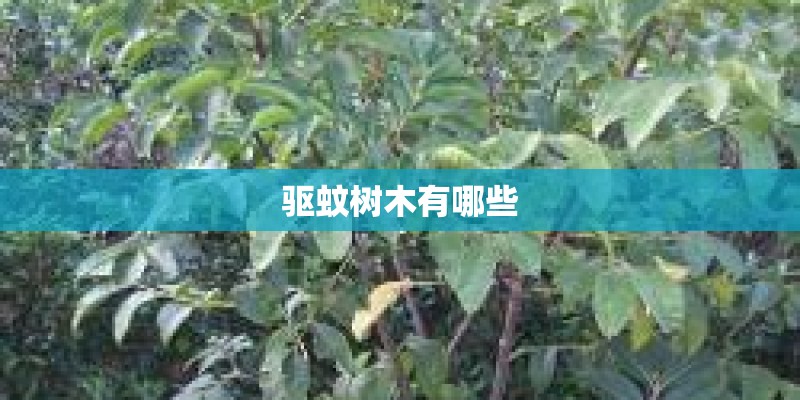 驱蚊树木有哪些