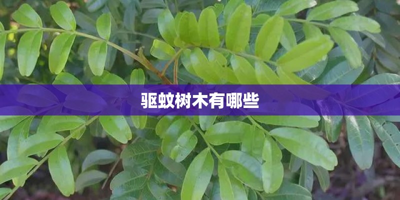 驱蚊树木有哪些