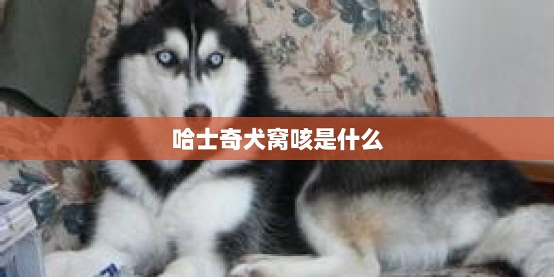 哈士奇犬窝咳是什么