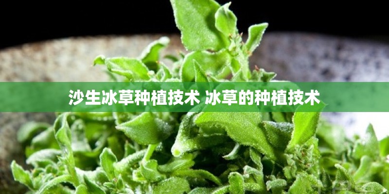 沙生冰草种植技术 冰草的种植技术